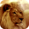 Lion Wallpapers icon