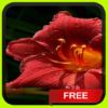 Beautiful Red Flower icon