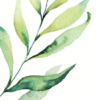 Lovely: plants care journal icon