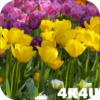 4K Flower Glade Video Live Wallpapers icon