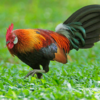 Red junglefowl sounds icon