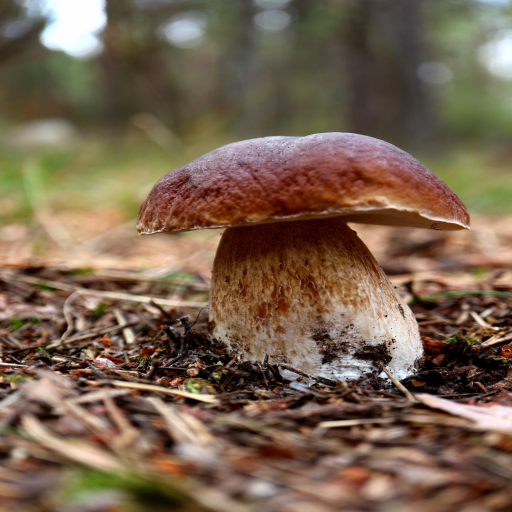 GUIA DE SETAS: BOLETUS icon