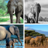 Elephant Wallpaper: HD images, Free Pics download icon