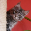 Maine Coons Live Wallpaper icon