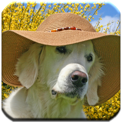 Golden Retriever Wallpapers icon