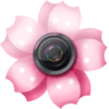 Lovely Sakura Picture Frames icon