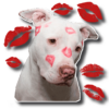 🐶 Dogs sticker for Whatsapp WAStickerApps icon