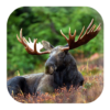 Moose Sounds icon