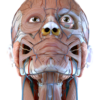 Visual Anatomy 3D – Human body icon