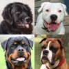 Dogs Quiz – Guess All Breeds! icon