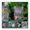 Pallas Cats icon