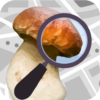 Mushroom Identify – Automatic icon