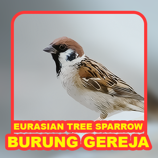 Bird: Eurasian Tree Sparrow icon