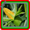 Sweet Corn Cultivation icon