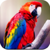 Parrot Wallpapers 4K icon