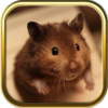 Free Hamster Puzzle Games icon