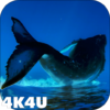 4K Whales Video Live Wallpapers icon