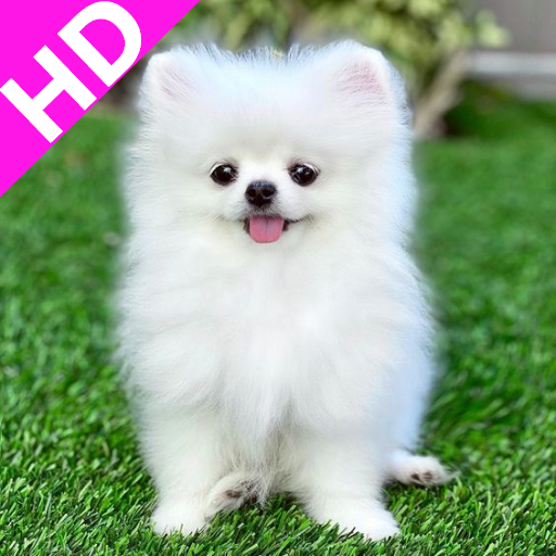 Pomeranian Dog Wallpapers 4k icon