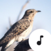 Cuckoo Sounds icon