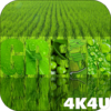 4K Green Colored Stylish Video Live Wallpaper icon