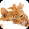 Warm Sleepy Kitty 4K Wallpaper icon