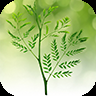 Tree Identification icon