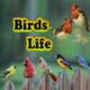 Birds Life icon