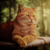 Cat Wallpapers icon