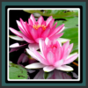 Live Wallpapers – Lotus icon