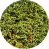 Moss ICP Vegetation icon