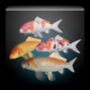 Koi Live Wallpaper icon