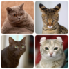 Cat Breeds Quiz Game about Cats. Guess the Cat! icon