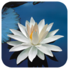 Lotus Live Wallpaper icon