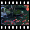 Japanese Pond with Koi Video Wallpaper icon