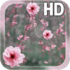 Cherry Blossom LWP icon