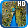 Birds Peacock LWP Free icon