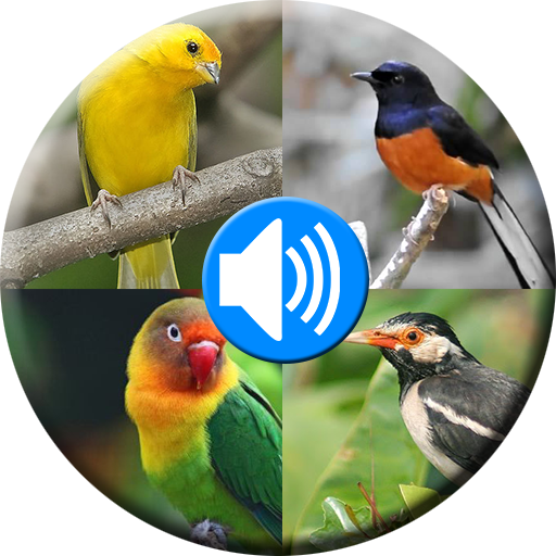 Terapi & Kicau Burung Terbaik icon