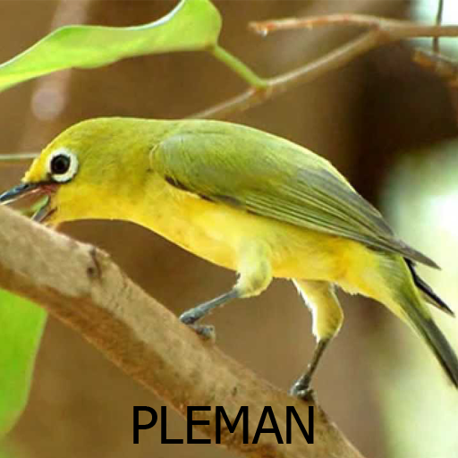 Kicau Burung Pleci Ngalas Ngerol icon