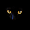 Black Cat Wallpapers 4K icon