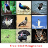 Best Bird Ringtones 1.0 icon