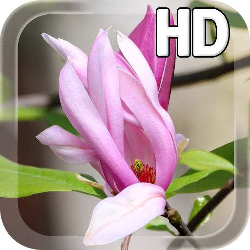 Magnolia Flower LWP icon