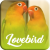 Master Kicau Lovebird Offline icon