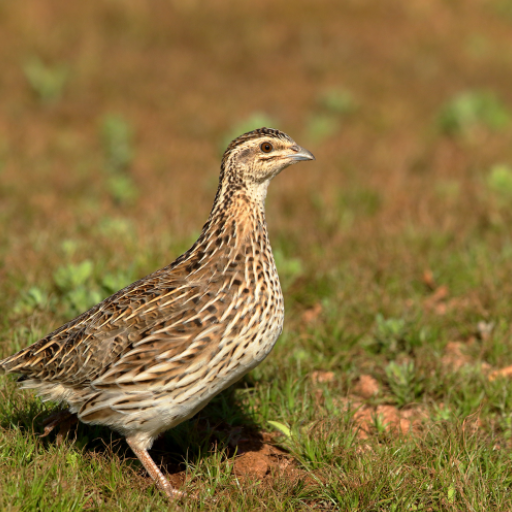 Rain quail bird Sounds icon