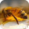 4K Honey Bee Video Live Wallpapers icon