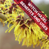 Witch Hazel Benefits and Uses icon