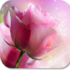 Pink Rose HD Wallpapers icon