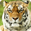 Tiger Live Wallpaper HD icon