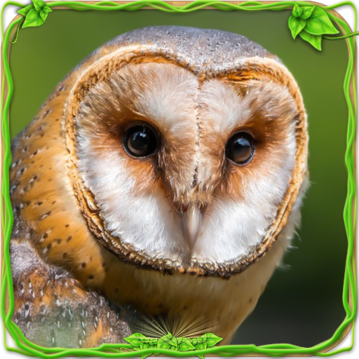 Owl Simulator icon