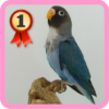 Lovebird icon