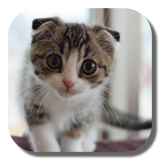 Scottish Fold Cat LWP icon